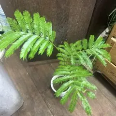 2025年最新】エバーフレッシュ 種の人気アイテム - メルカリ