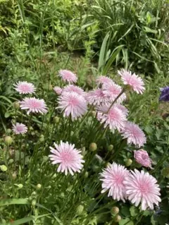 2026年最新】モモイロタンポポ 苗の人気アイテム - メルカリ