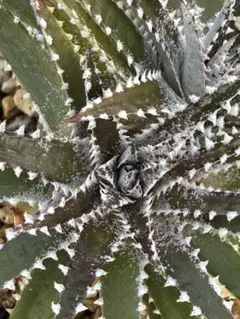 群生 DBディッキア Dyckia Bill Baker hyb #109 - メルカリ
