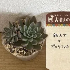 ❣️札付き 多肉植物 セダム 古都の葉さん苗★3苗セット★ ❣️札付き 多肉植物 セダム 古都の葉さん苗☆3苗セット☆