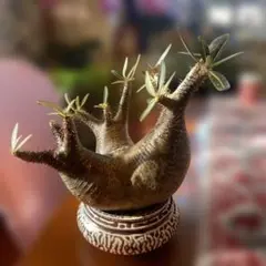 2026年最新】マカイエンセ現地球の人気アイテム - メルカリ