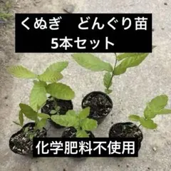 くぬぎの苗　5本セットどんぐり　苗　自然栽培　化学肥料不使用のサムネイル