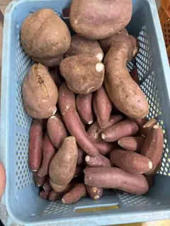 無農薬熟成紅はるか「さつまいも」ミニサイズから3L箱込み20キロ程