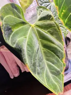 アンスリウム レガレ　グイルディンギー　セット アンスリウム レガレ グイルディンギー セット アンスリウム