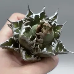 2025年最新】アガベ レッドキャットウィーズルの人気アイテム - メルカリ