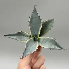 メルカリ便　アガベ　オバティフォリアオルカ 2025年最新】アガベオバティフォリアオルカの人気アイテム