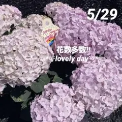 紫陽花 絞り咲き ラブリーデイ 花なし 特大 来年用 - メルカリ