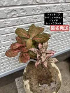 希少フィットニア　ジェイド　レッドクラウド　レボリューション　３種　匿名発送のサムネイル