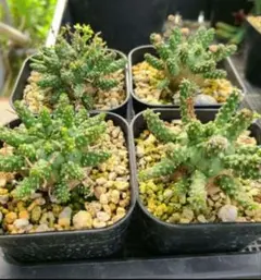 H648 塊根植物 ユーフォルビア ガムケンシス 実生大株良株 - メルカリ