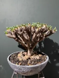 2026年最新】ギラウミニアナ 現地球の人気アイテム - メルカリ