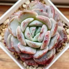 ひろ様 リクエスト 2点 まとめ商品