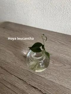 Hoya leucantha ホヤ　レウカンサ　希少　レア