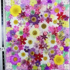 押し花素材　NO907 ノースボール ビオラ 紫陽花　バーベナ 小花　押し花