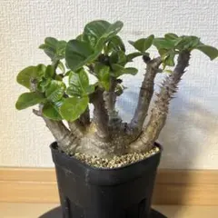ウィンゾリー 国内実生 良株 検索パキポディウム グラキリス 塊根植物