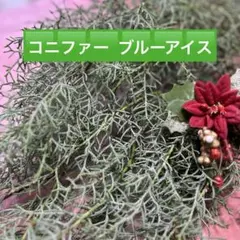 コニファー ブルーアイス フレッシュ切り枝