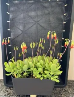 はままさ（ちゃんこ）様 リクエスト 2点 まとめ商品