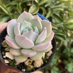 F.トーレス様 リクエスト 3点 まとめ商品