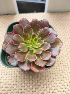 新入荷　超レア新品種　アエオニウム　マリンニンフ錦(群生)　法師錦　(超大品) 2025年最新】錦 アエオニウムの人気アイテム - メルカリ