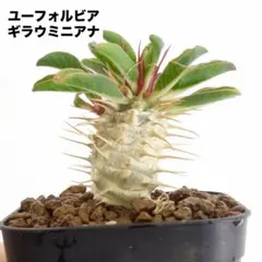 ユーフォルビア ギラウミニアナ 実生 塊根植物