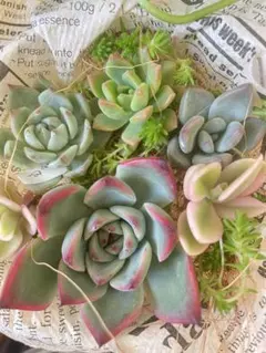 多肉植物 カット苗　寄せ植えセット