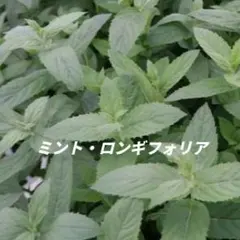 ミント・ロンギフォリア 苗のサムネイル