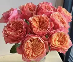 R.H.S.R様ご確認専用！バラ　苗　③ 四季咲　切花　花付き良い　花持ち良い
