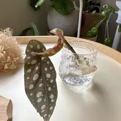 ＧＯＭＡ様 リクエスト 2点 まとめ商品