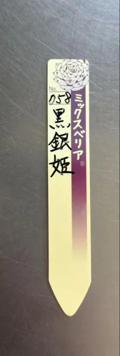 リンゼアナ実生 札のみ おらいさん苗 多肉植物 - メルカリ