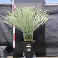 AL1271】ユッカ ロストラータ - メルカリ