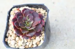 ユ*ウ様 多肉植物　アエオニウム・火花雲