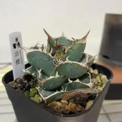 アガベ 清櫻 Lize血統　清桜 アガベ 清櫻 清桜 セオ 子株 Lize血統