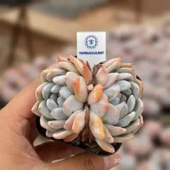Top【選抜株】多肉植物　361443シャングリラ綴化　70個　鉢無し/脱土 Top【選抜株】多肉植物 25601シャングリラ綴化 10個 鉢無し/脱土