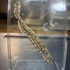 ボールパイソン　革