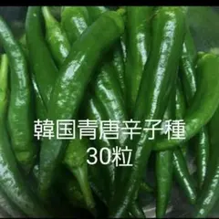 한국 청양고추, 씨앗 30개, 68개