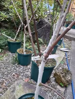 2025年最新】いちじく smithの人気アイテム - メルカリ