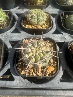 2025年最新】ギムノカリキウム バッテリーの人気アイテム - メルカリ