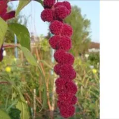 レア✦ヒモケイトウ ✦ アマランサス✦開花苗一苗のサムネイル