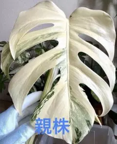 2026年最新】ボルシギアナ ミントの人気アイテム - メルカリ