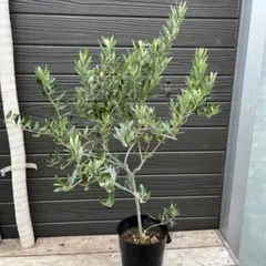 オリーブの木　カヨンヌ 実付き 接木　直立性植物 1.jpg?1502957733