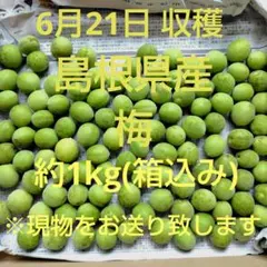 우메지마네 현산, 무농약, 자연 재배, 번역 포함, 소형, 2cm~2.5cm, 약 1kg