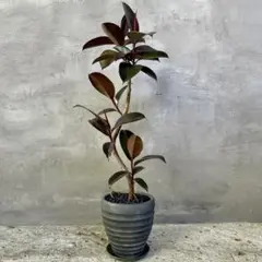 極美品】IKEA 人工観葉植物 カラテア 鉢・編みカゴ付き 105cm - メルカリ
