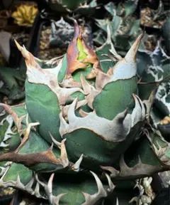 【値下げ】コレクション株　レッドキャットウィーズル　ボールタイプ　極上株 値下げ】コレクション株 レッドキャットウィーズル ボールタイプ