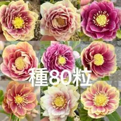 ソレイユ系オーレア×多弁ソレイユ☆クリスマスローズ苗 - メルカリ