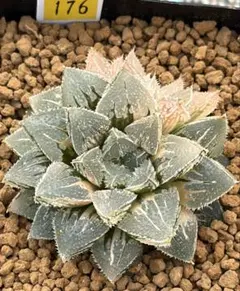 Top【選抜株】多肉植物 8017白泉殿サボテン 10個 鉢無し/脱土 - メルカリ