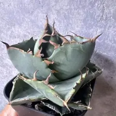 アガベ チタノタ ジャガーノート錦 親株 アガベ チタノタ ジャガーノート × FO-076 ハイブリッド (発根