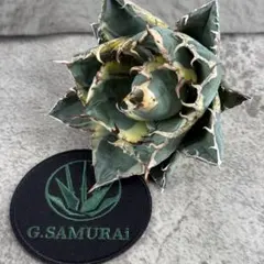 2025年最新】アガベ 白鯨 大株の人気アイテム - メルカリ