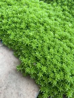 セダム　多肉植物　苗大量増量中　グリーンカーペット　多年草　お手入れいらずのサムネイル