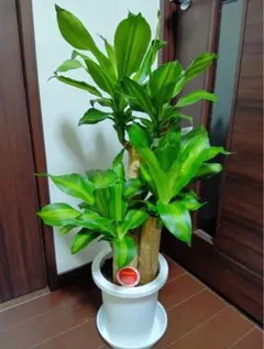 66【ドラセナ・ジェレ約180cm】大型観葉植物 - メルカリ