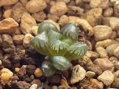 多肉植物　ハオルチア　ドドソン紫オブツーサ　美株⑨