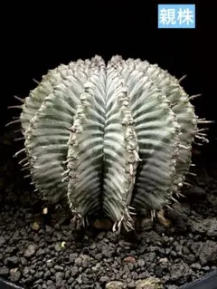 ニ*ん様 ユーフォルビアホリダ オロチ実生Ver.ゲレンデ 超選抜 神白 ニ*ん様 ユーフォルビアホリダ オロチ実生Ver.ゲレンデ 超選抜 神白